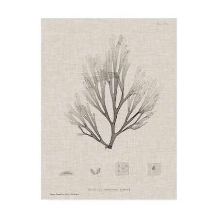Trademark Fine Art Henry Bradbury 'Charcoal And Linen Seaweed Iii' Canvas Art, 35x47 WAG11550-C3547GG